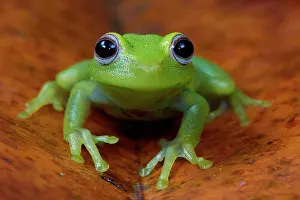 Punctatus: Polka-dot Tree-frog (Hypsiboas punctatus), ex Hyla