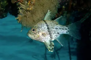 Polkadot: Polkadot Cardinalfish