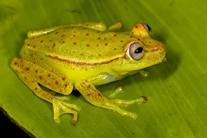 Treefrog: Polkadot Tree Frog (Hypsiboas punctatus) restin