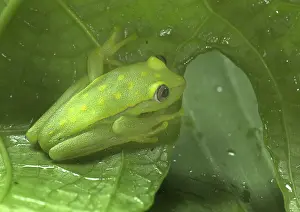 Punctata: Polkadot Treefrog