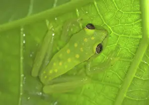 Punctata: Polkadot Treefrog