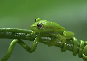 Punctata: Polkadot Treefrog
