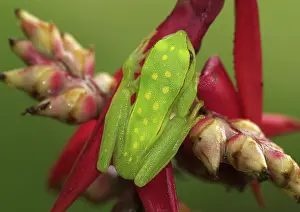 Punctata: Polkadot Treefrog