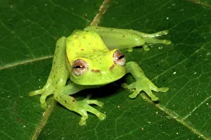 Punctata: Polkadot treefrog