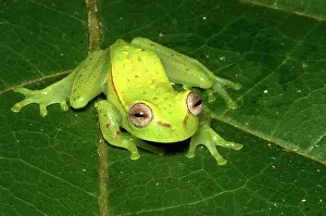 Punctata: Polkadot treefrog