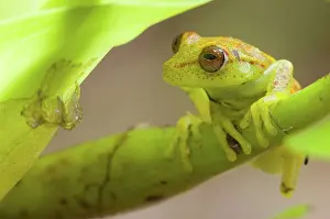 Punctata: Polkadot Treefrog (Hyla punctata punctata)