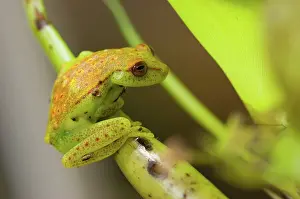 Punctata: Polkadot Treefrog (Hyla punctata punctata)