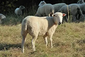 Sheared: Poll Dorset mule shearling