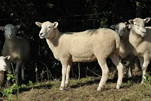 Sheared: Poll Dorset mule shearling ewes