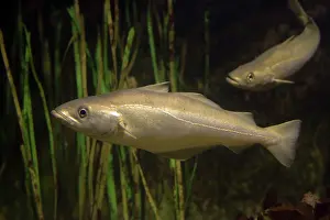 Pollack: Pollack - a member of the cod family