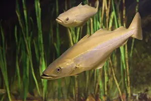Pollack: Pollack - a member of the cod family
