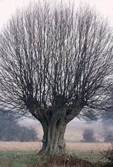 Hornbeam: POLLARD HORNBEAM