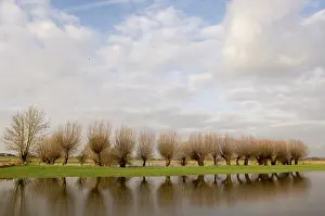 Floods: Pollard willow