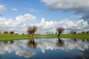 Floods: Pollard willow
