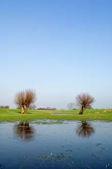 Floods: Pollard willow