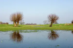 Floods: Pollard willow