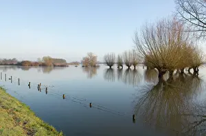 Floods: Pollard willow