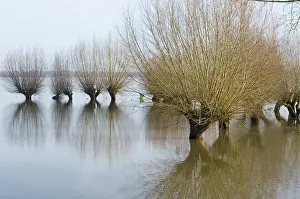 Floods: Pollard willow