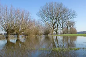 Floods: Pollard willow