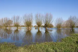 Floods: Pollard willow