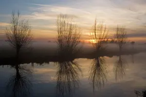 Alongside: Pollard Willow - Alongside river at sunset
