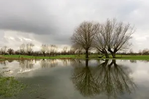 Floods: Pollard willow - Reflections in the flooded forelands