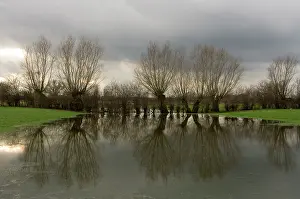 Floods: Pollard willow - Reflections in the flooded forelands