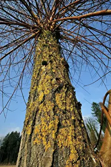 Willows: Pollard Willow Tree Topped Willow lichen