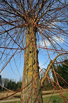 Willows: Pollard Willow Tree Topped Willow lichen