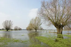 Floods: Pollard willows - in the flooded foreland of the