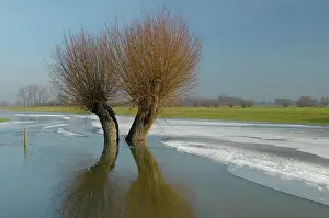 Willows: Pollard willows in frozen foreland river