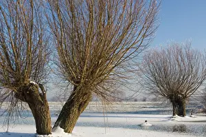 Willows: Pollard willows - frozen foreland of the river IJssel