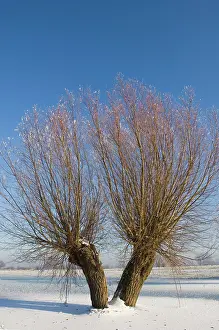 Willows: Pollard willows - frozen foreland river IJssel