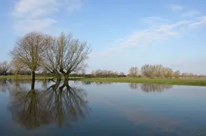 Floods: Pollard willows - reflections in the flooded foreland