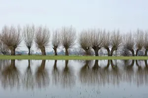 Floods: Pollard willows - refllections in the flooded foreland
