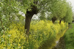 Willows: Pollard willows - Surrounded by rape seed (brassica napus)