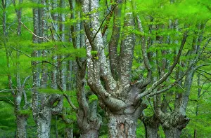 Pollarded: Pollarded trees, Beech forest, Sarria, Gorbeia Natural