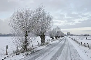 Roads: Pollarded trees, pollarded willows (Salix sp)