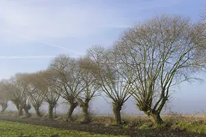 251020: Pollarded willows at the edge of the field, tree
