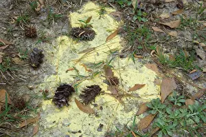 Allergy: Pollen