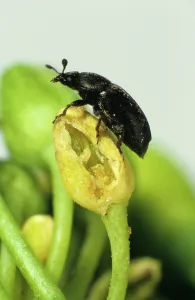 Aeneus: Pollen beetle (Meligethes aeneus)