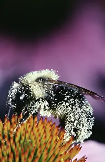 Carpenter: Pollen-Covered Eastern Carpenter Bee
