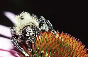Carpenter: Pollen-Covered Eastern Carpenter Bee