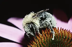 Carpenter: Pollen-Covered Eastern Carpenter Bee