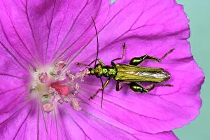 Nobilis: Pollen-feeding / Thick-legged Flower BEETLE - eating