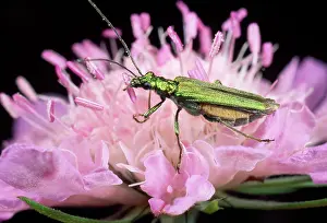 Nobilis: Pollen-feeding / Thick-legged Flower BEETLE - eating pollen