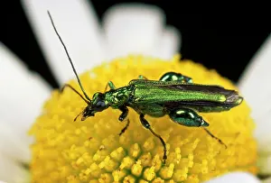 Nobilis: Pollen-feeding / Thick-legged Flower BEETLE - eating pollen
