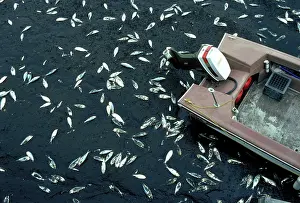 Concerns: Polluted water and dead fish