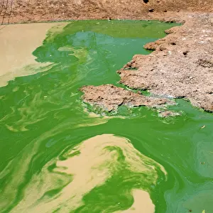 Algal: POLLUTION - Algal Bloom in a creek during a period