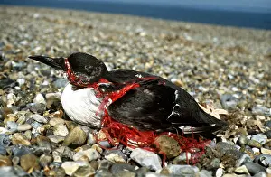 Refuse: POLLUTION - GUILLEMOT, Entangled in twine